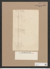 Frustulia lewisiana (Grev.) De-Toni (de-Toni-Nr.: Genus 19, Species 1161) Zeichnungen Sammlung Grunow Nr. 2266 (NHMW-BOT-W0369377)